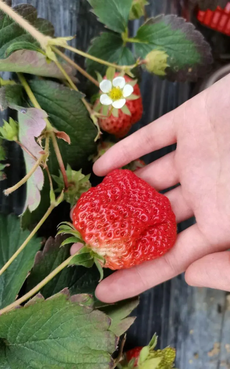 篮球力量的一周训练计划_0